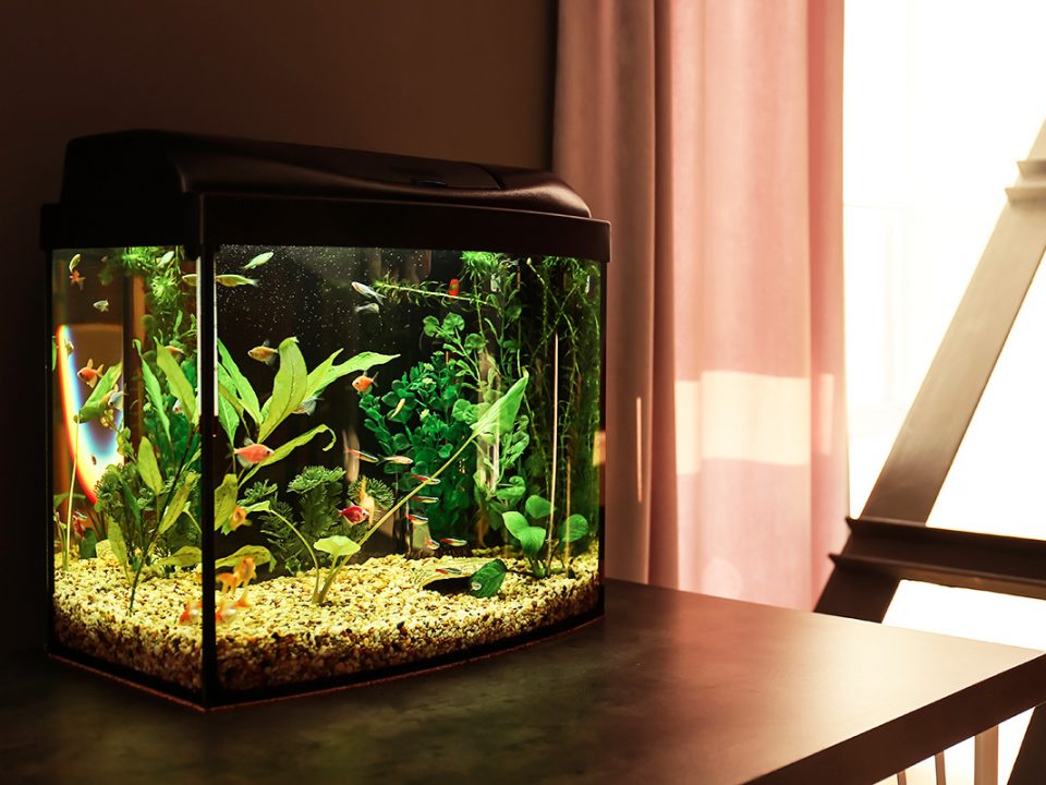 Ikan Aquascape