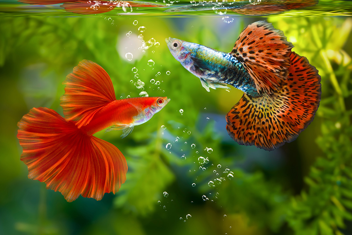 Ikan Aquascape