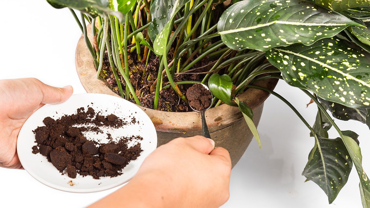 Kopi Untuk Tanaman