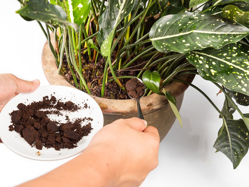 Kopi Untuk Tanaman