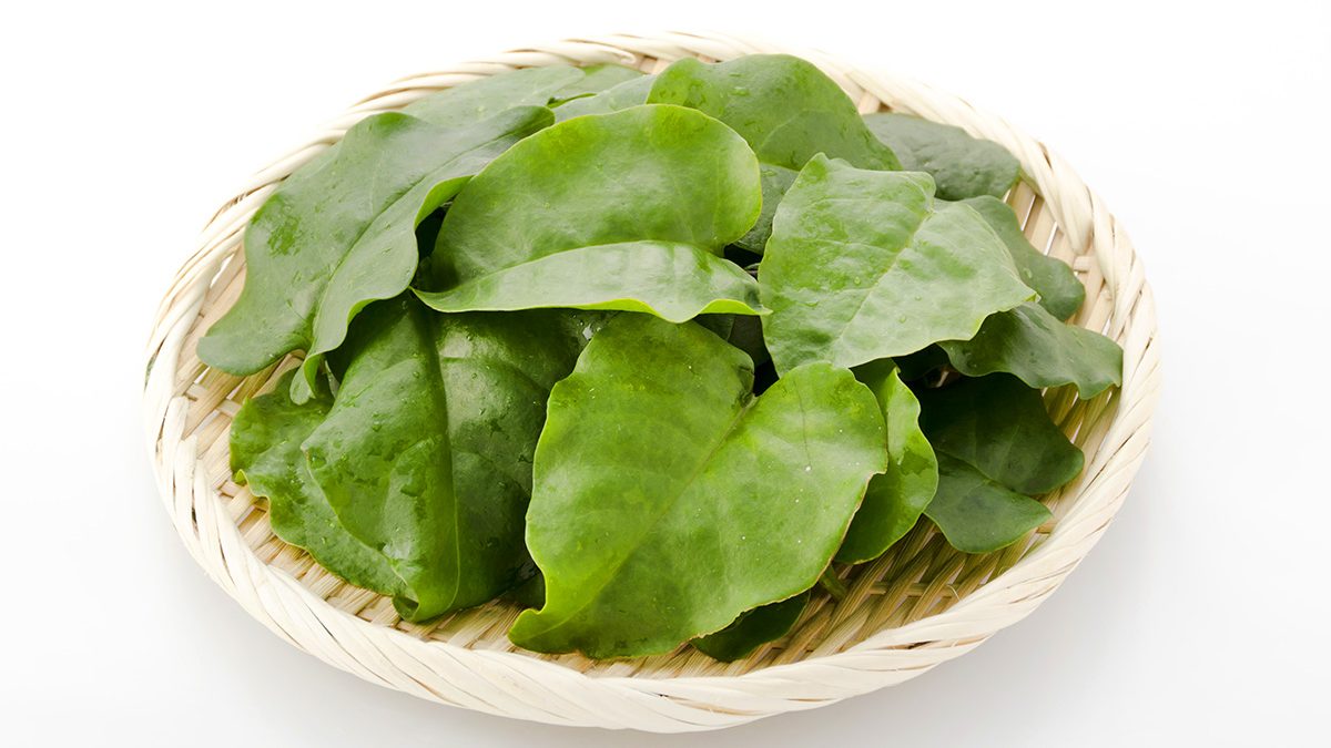 Manfaat Daun Binahong