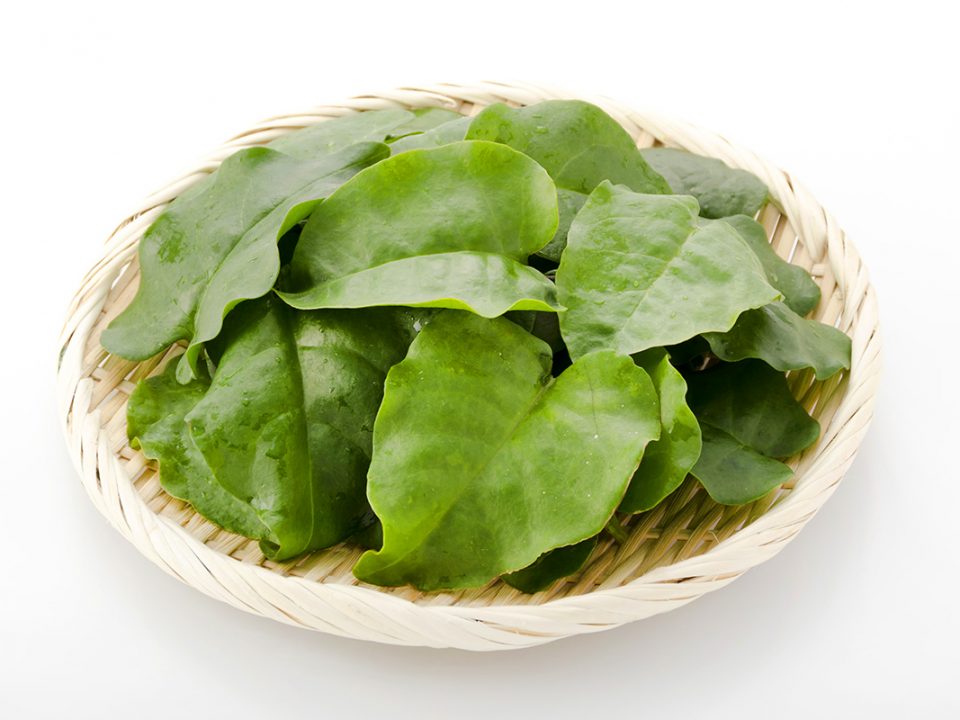 Manfaat Daun Binahong