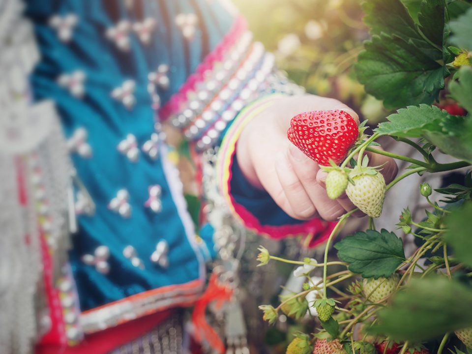 Cara Menanam Strawberry