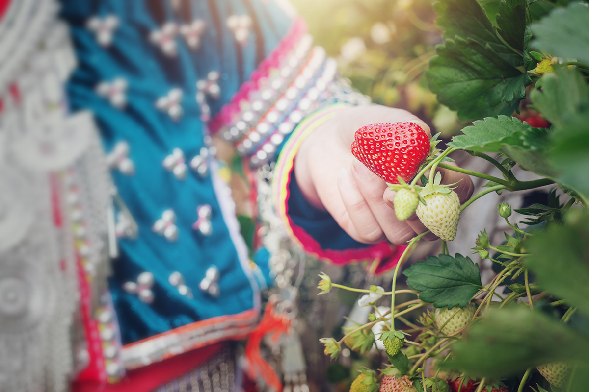 Cara Menanam Strawberry