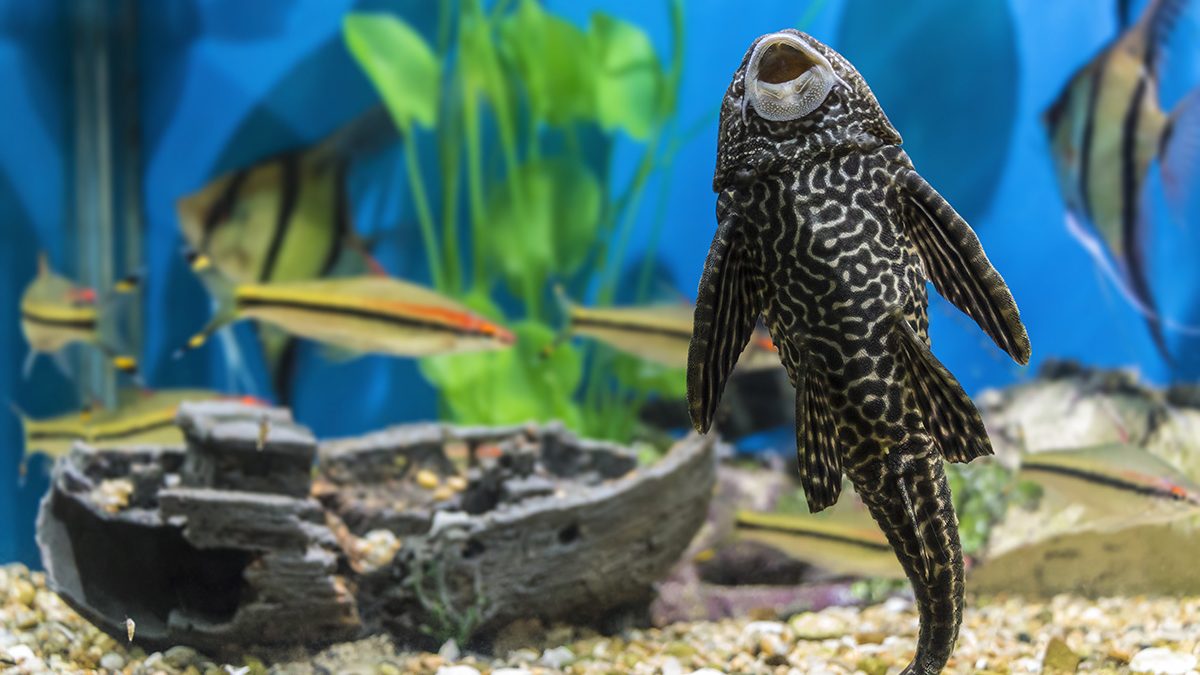 Ikan Pembersih Kaca