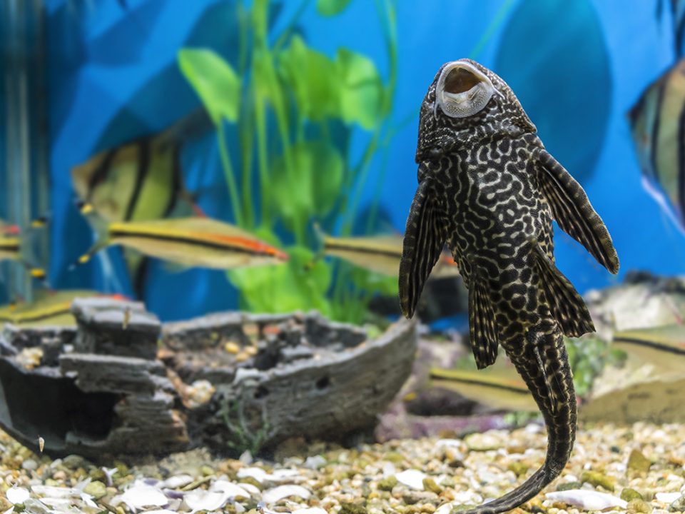 Ikan Pembersih Kaca