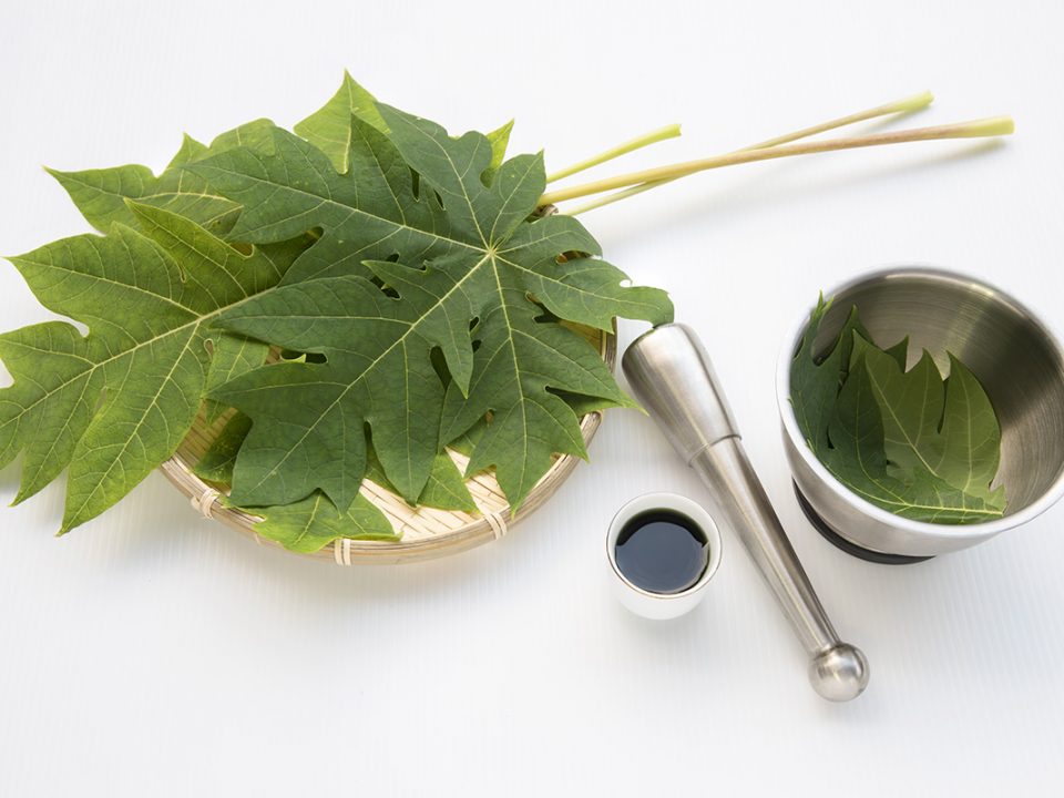 Manfaat Daun Pepaya