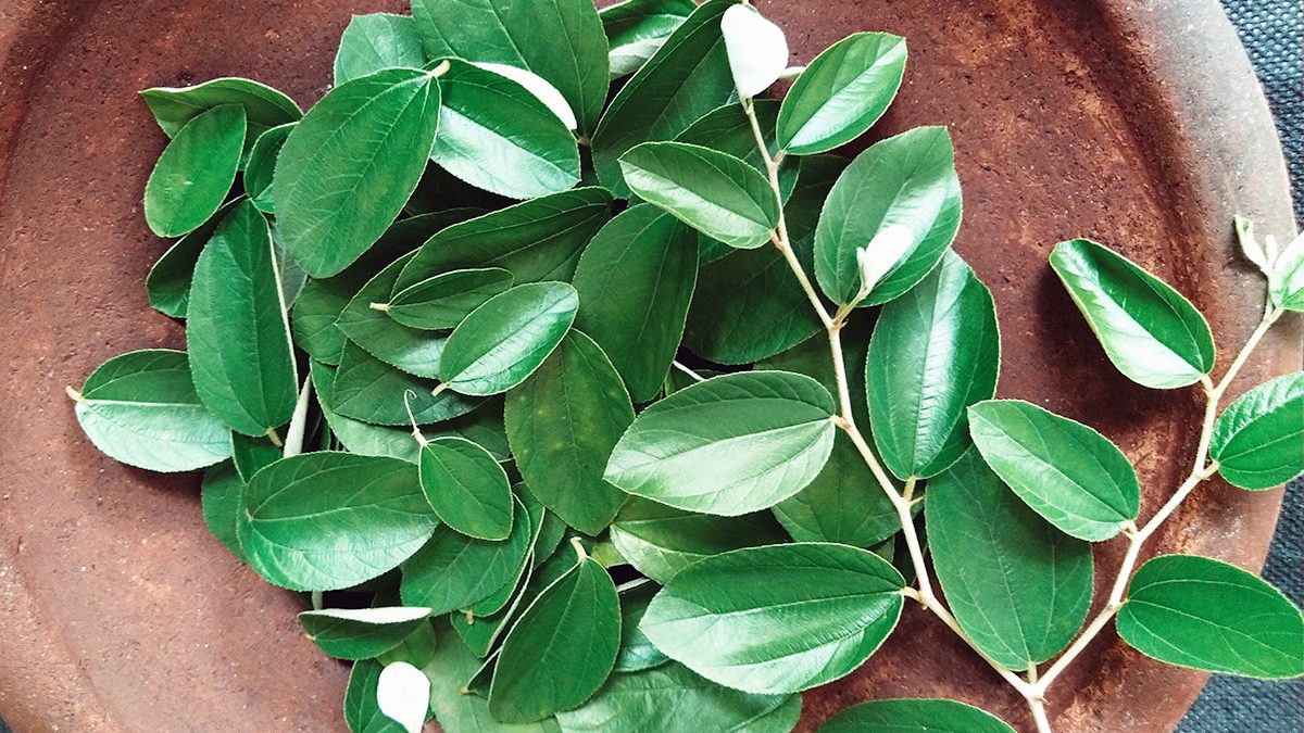 Manfaat Daun Bidara