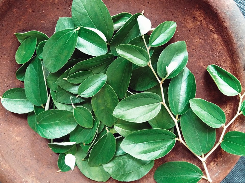 Manfaat Daun Bidara