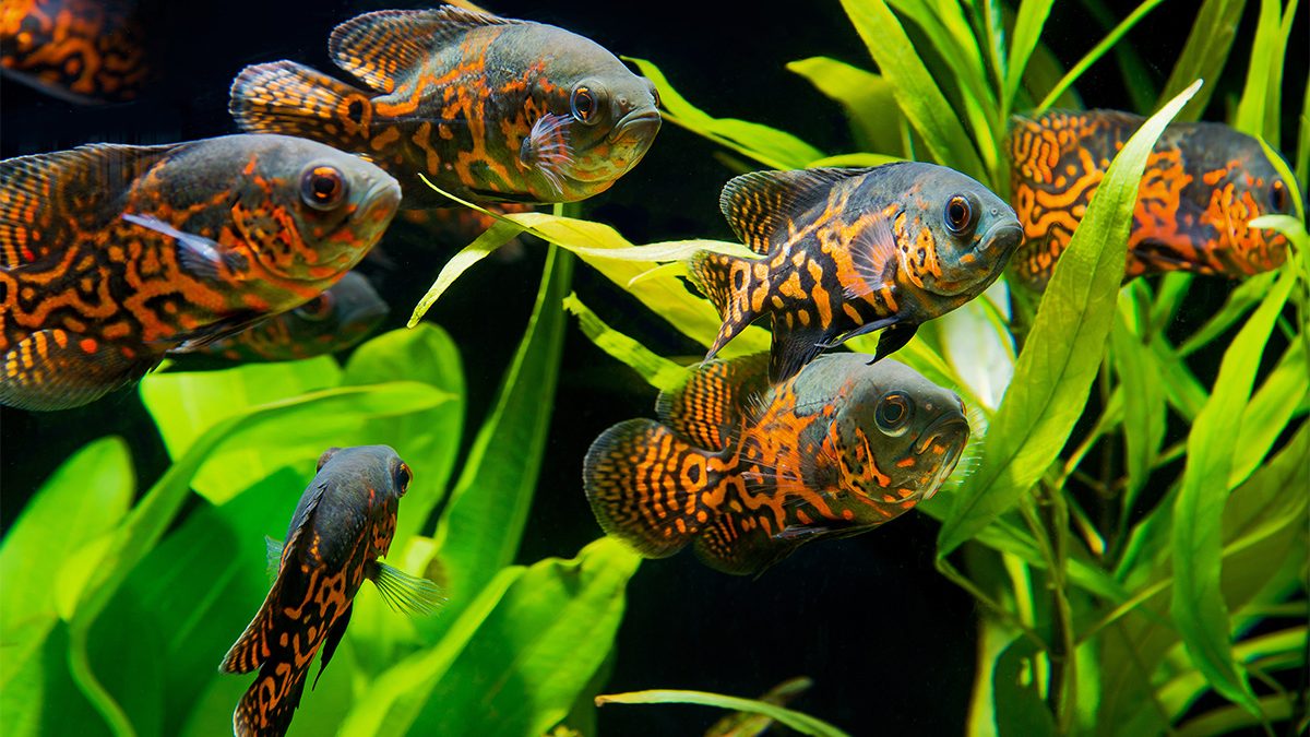 Jenis Ikan Predator