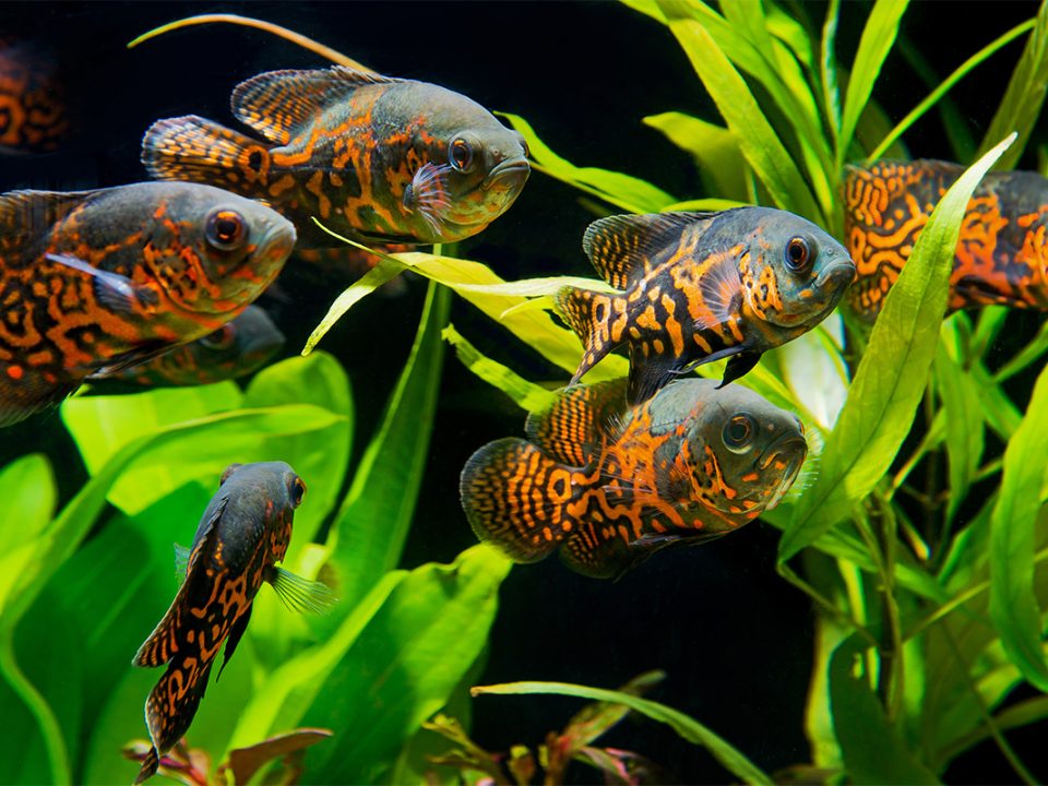 Jenis Ikan Predator