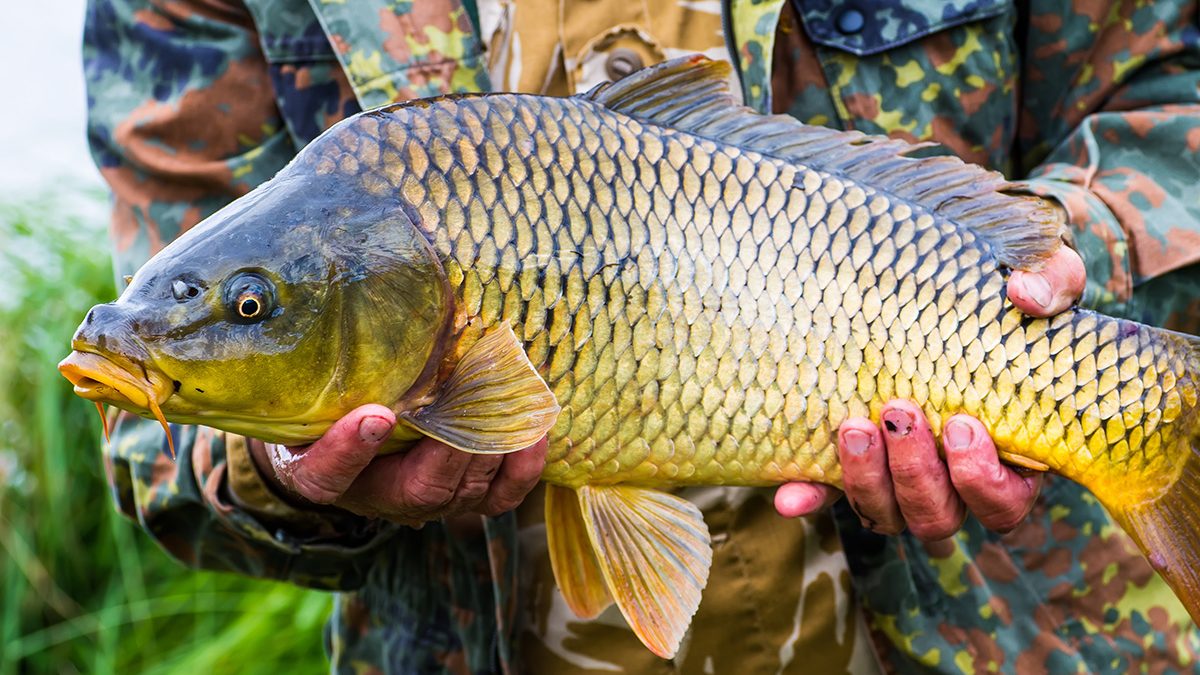 Ikan Cepat Besar