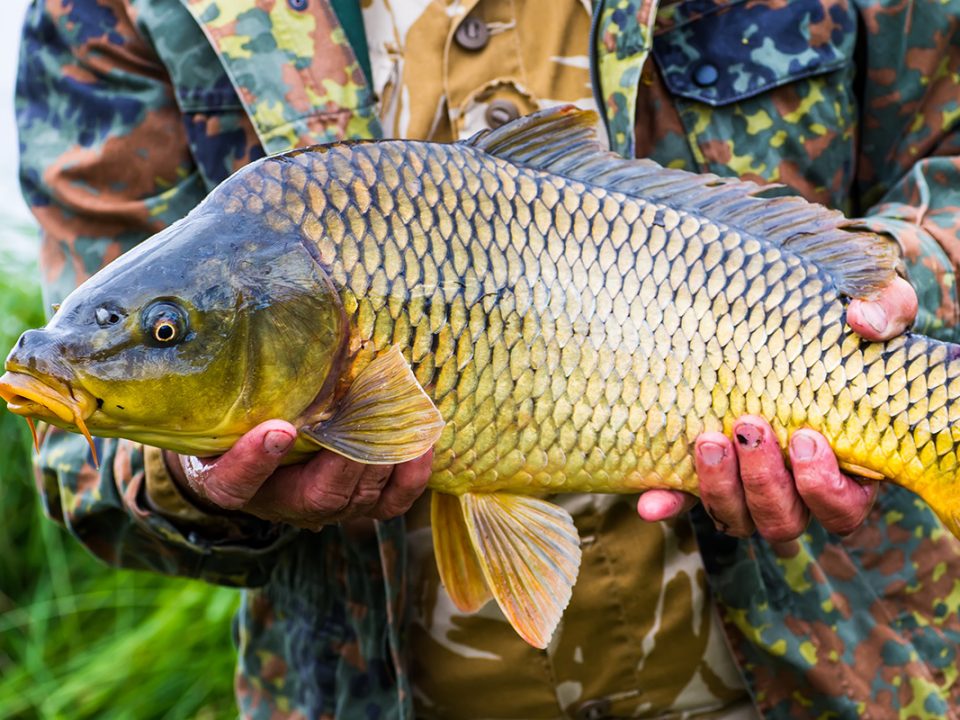 Ikan Cepat Besar
