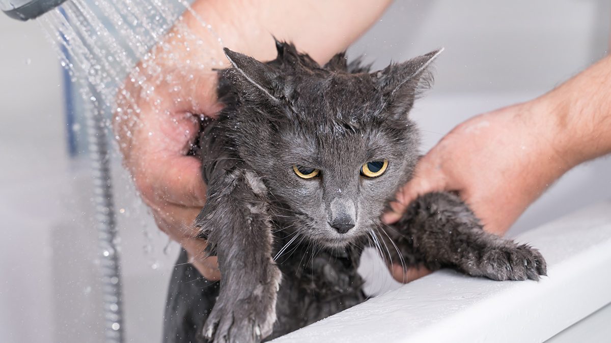 Penyakit Kulit Kucing