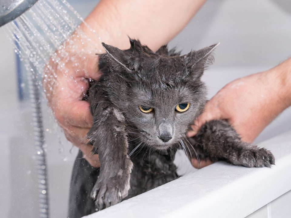 Penyakit Kulit Kucing