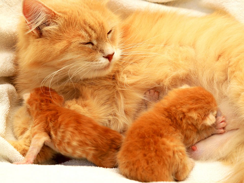Tanda Kucing Melahirkan