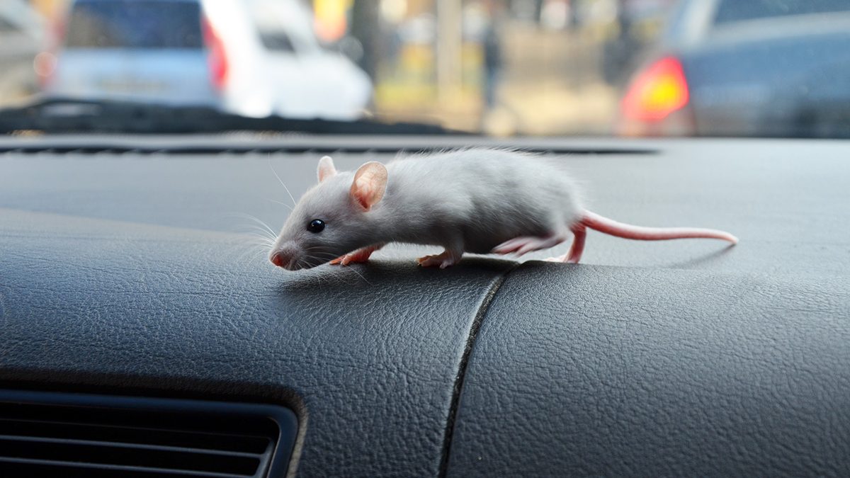 Tikus di Mobil