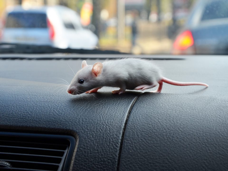 Tikus di Mobil