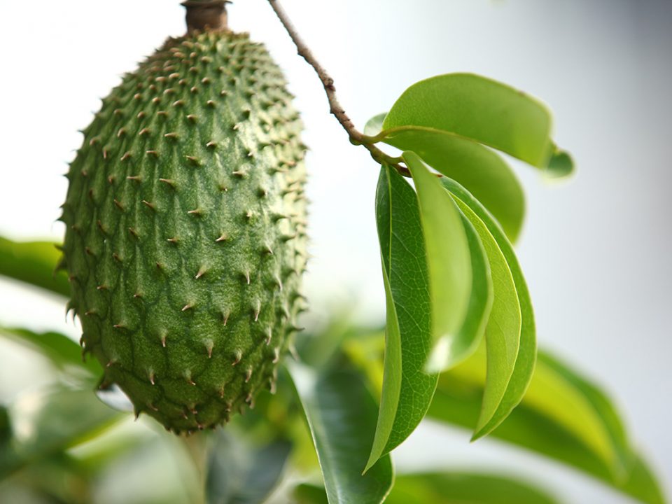 Manfaat Daun Sirsak