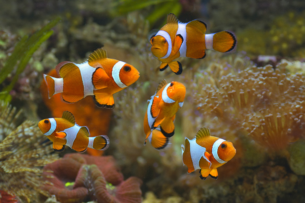 Ikan Hias Air Laut
