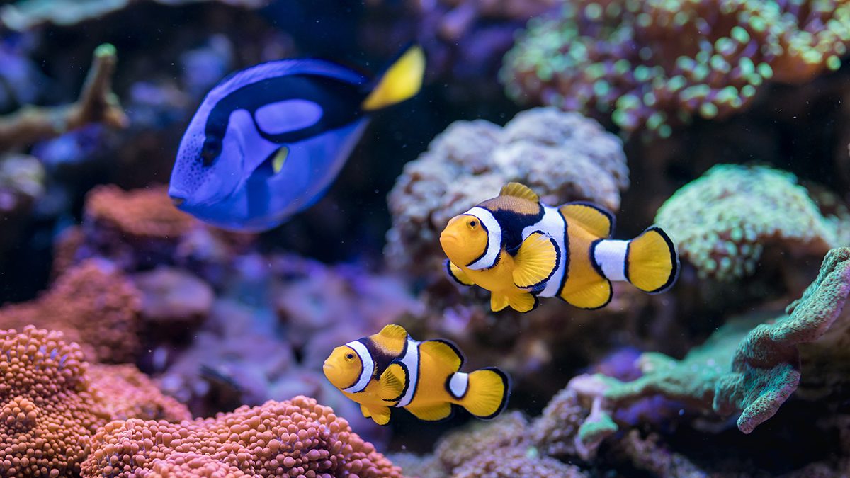 Ikan Hias Air Laut