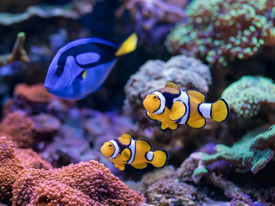 Ikan Hias Air Laut