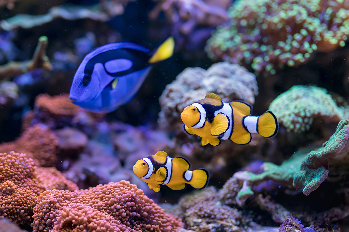Ikan Hias Air Laut