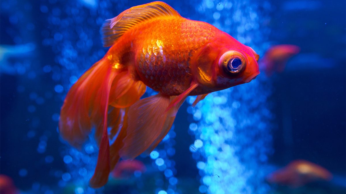 Ciri Ikan Sakit