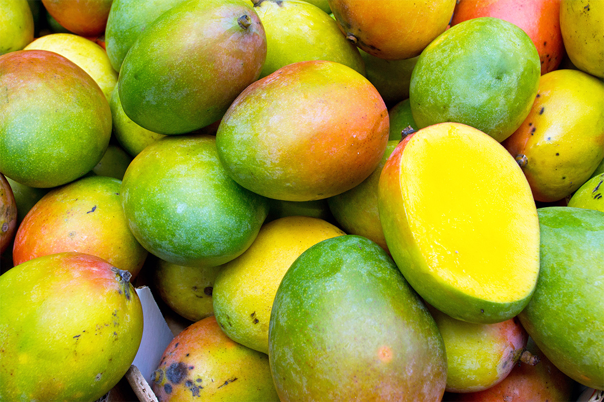 Jenis mangga gedong gincu