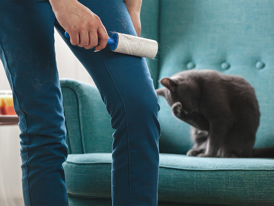 Menghilangkan Bulu Kucing