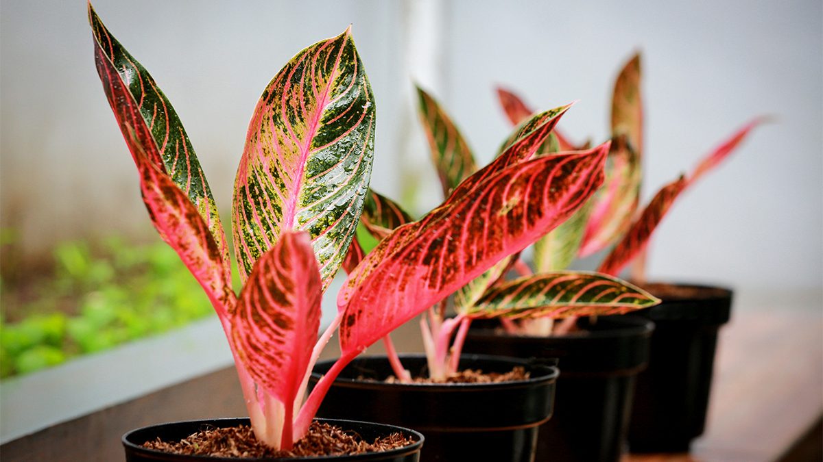 Tanaman daun merah