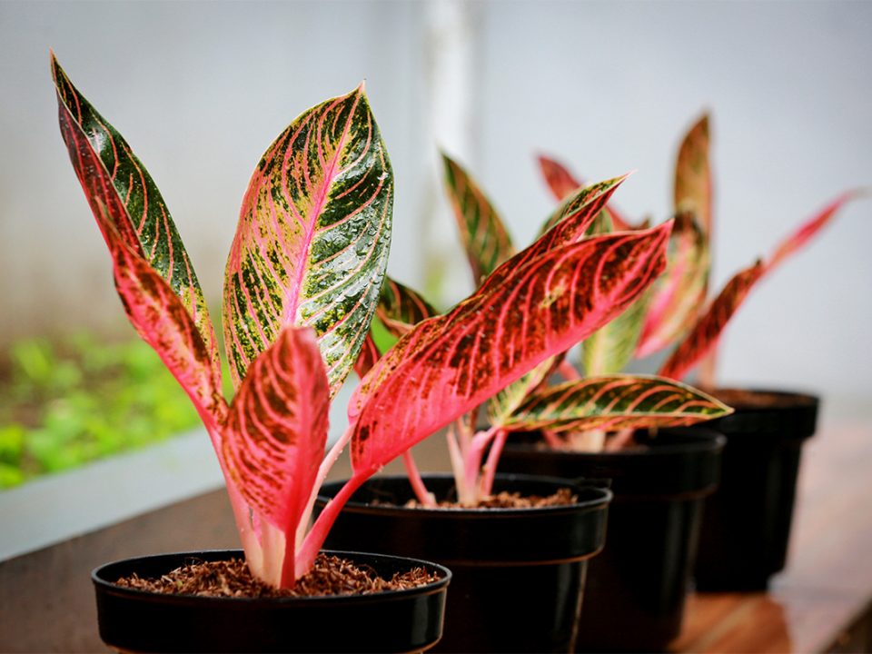 Tanaman daun merah