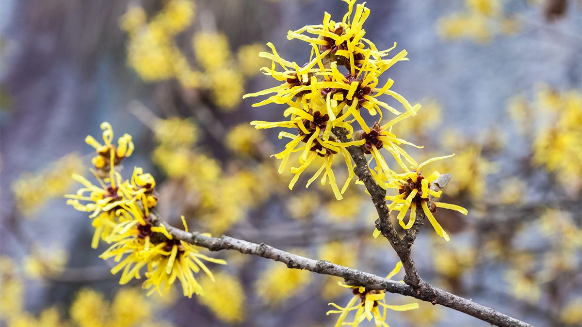 Manfaat Witch Hazel