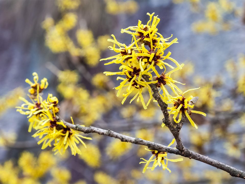 Manfaat Witch Hazel