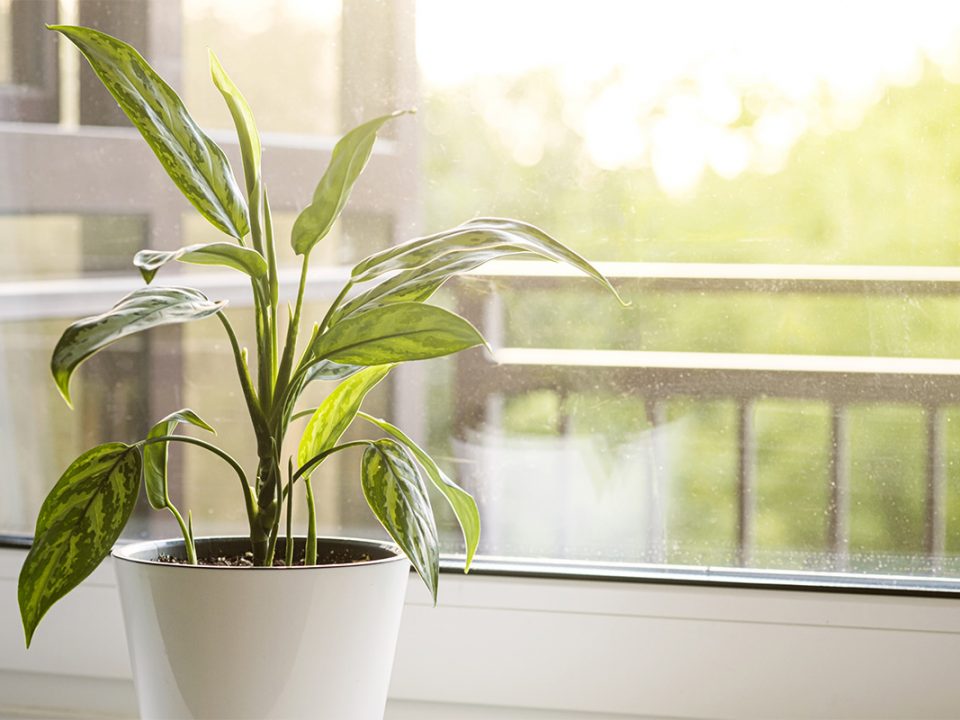 Daun Aglonema Layu