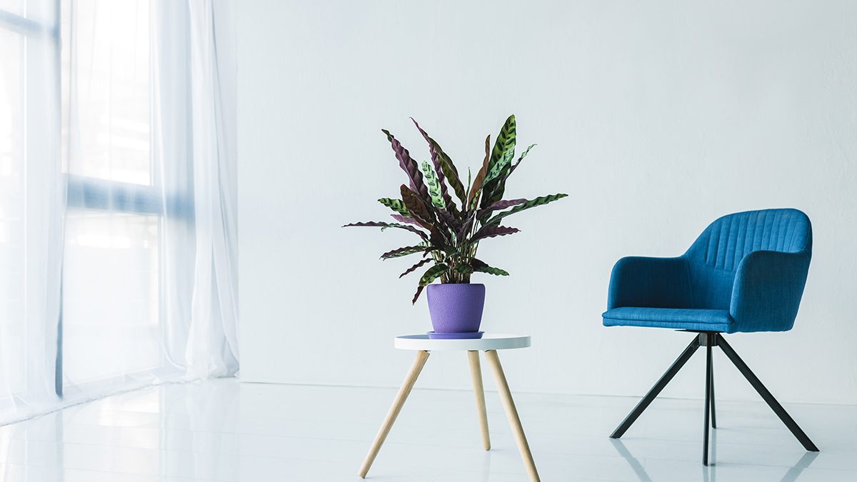 Jenis calathea