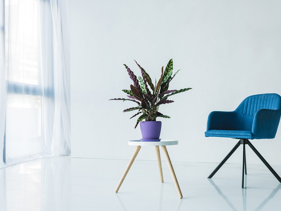 Jenis calathea