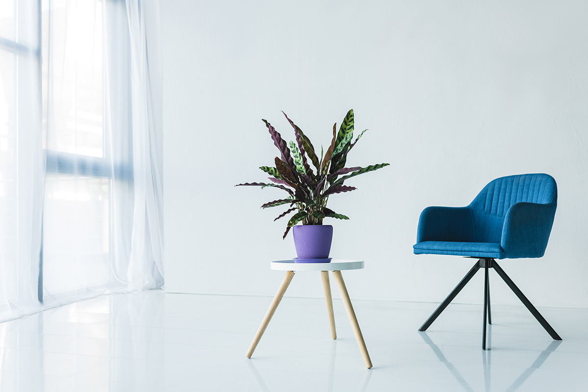 Calathea Lancifolia