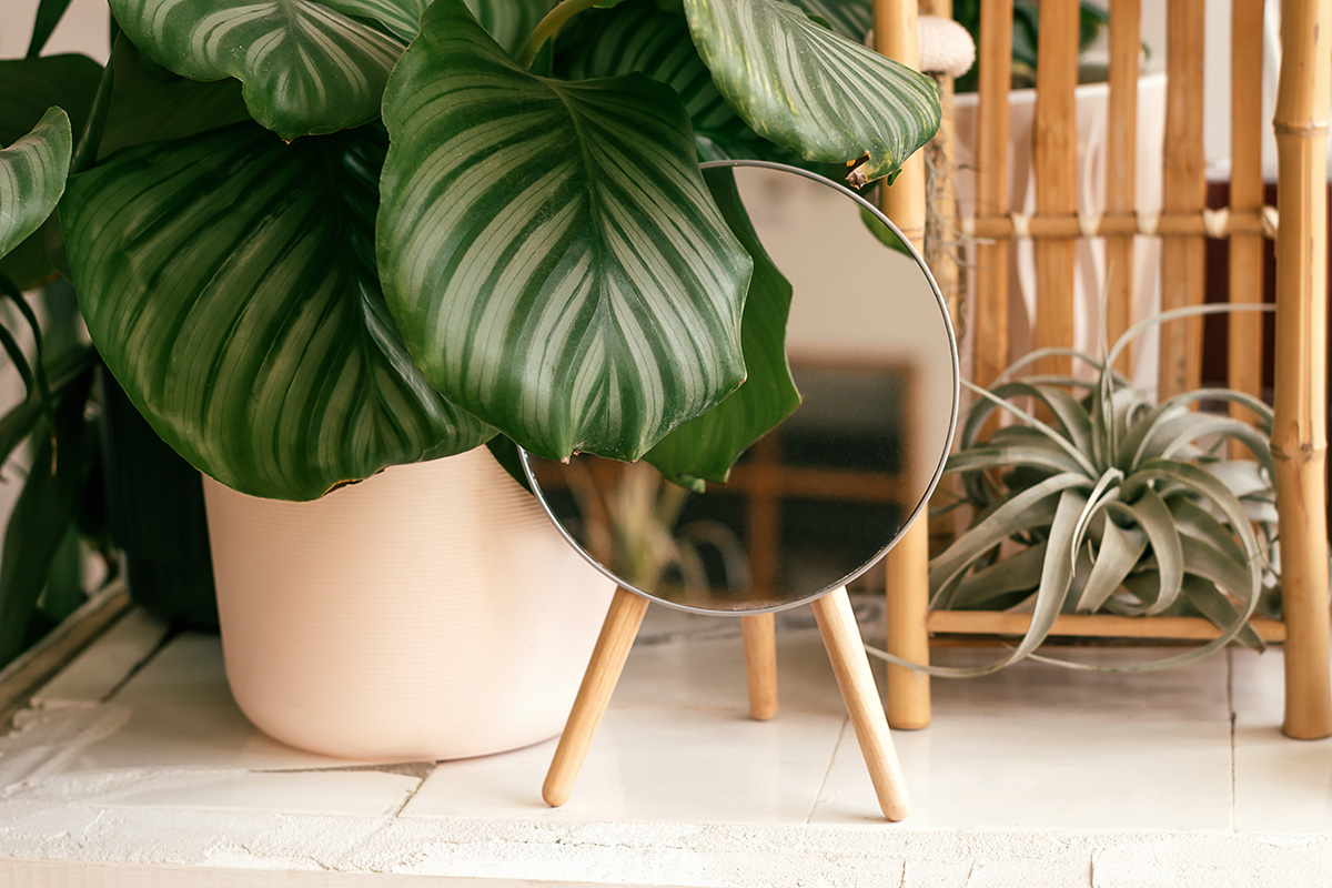 Calathea Orbifolia