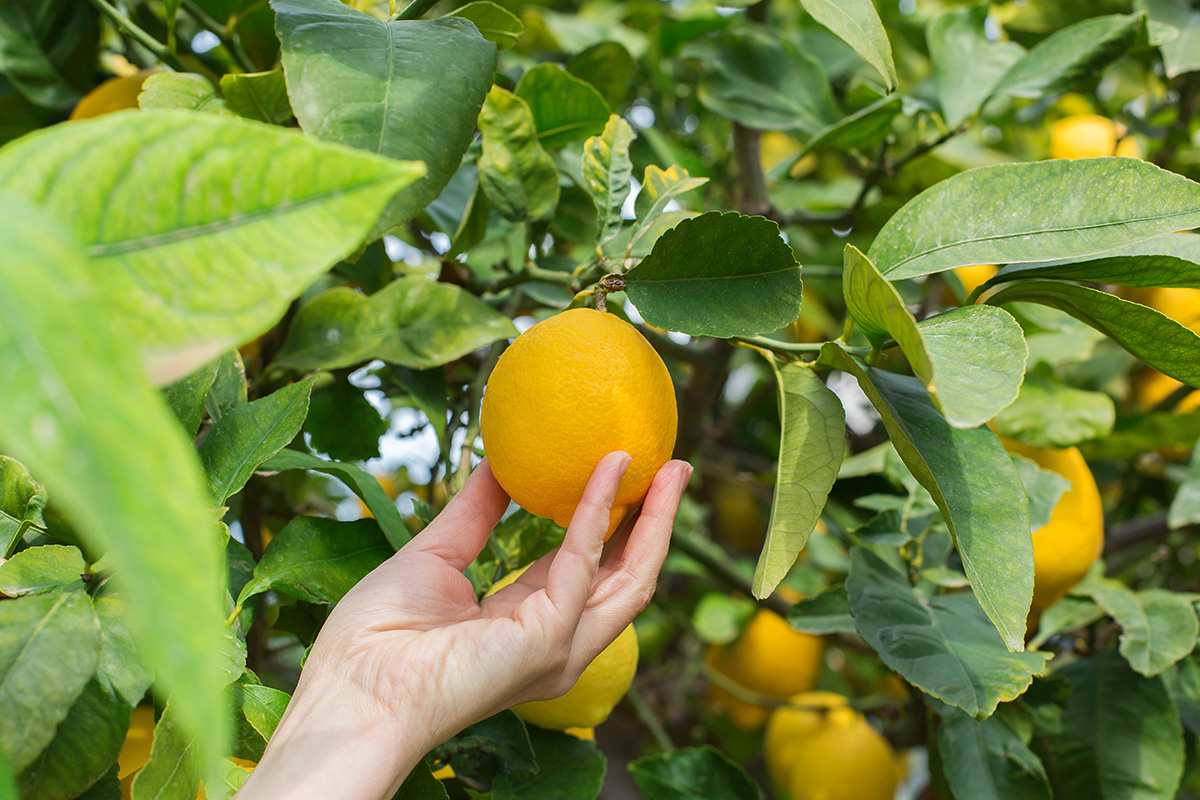 Lemon cepat berbuah