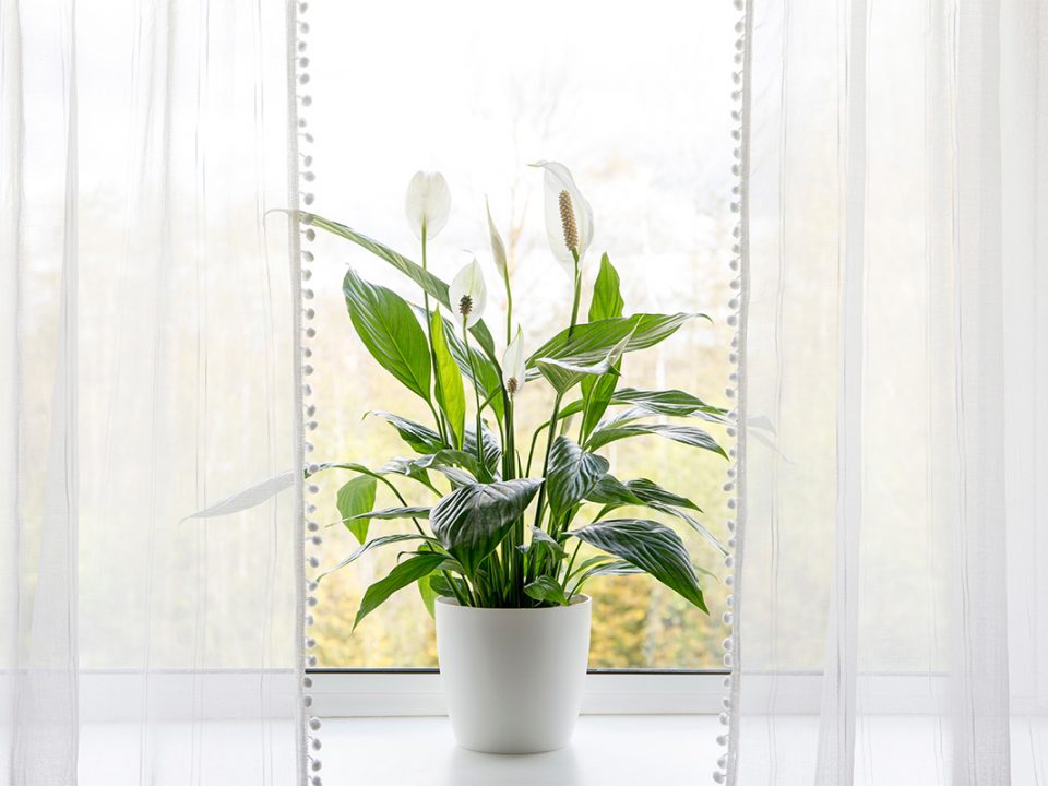 Tanaman peace lily membawa keberuntungan