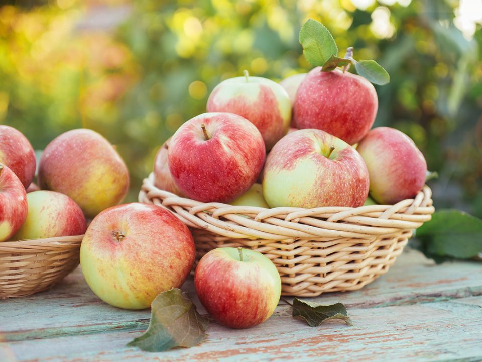 Buah Untuk Diabetes