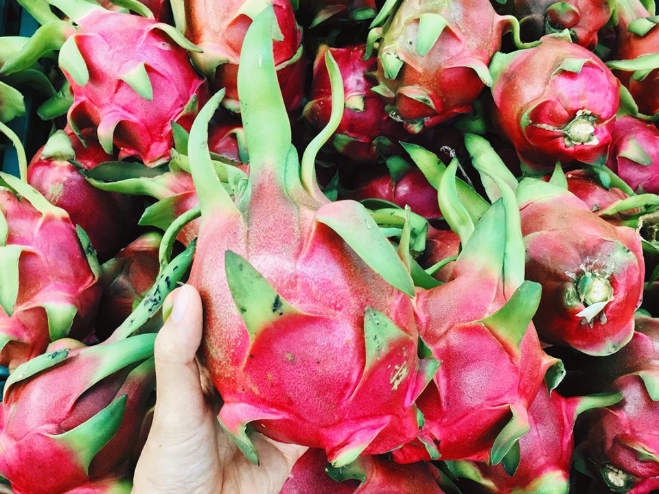 Tanaman Buah Naga