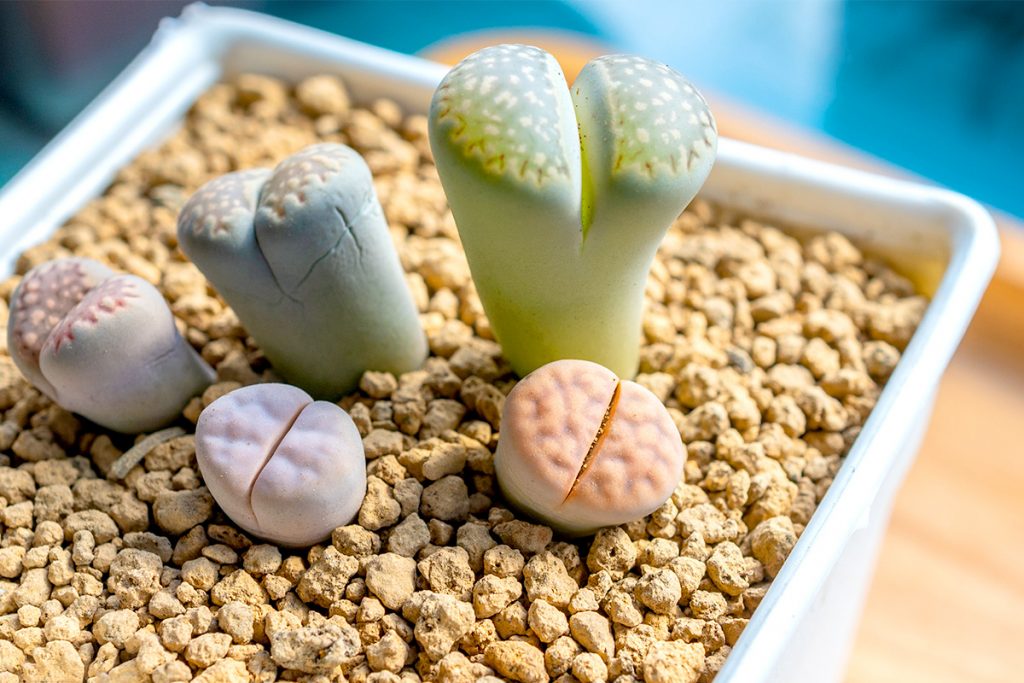 Lithops Mini