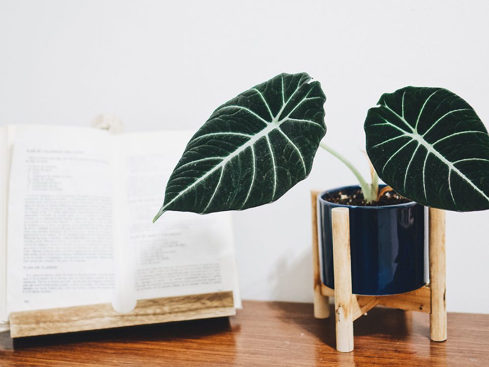 Cara Merawat Alocasia