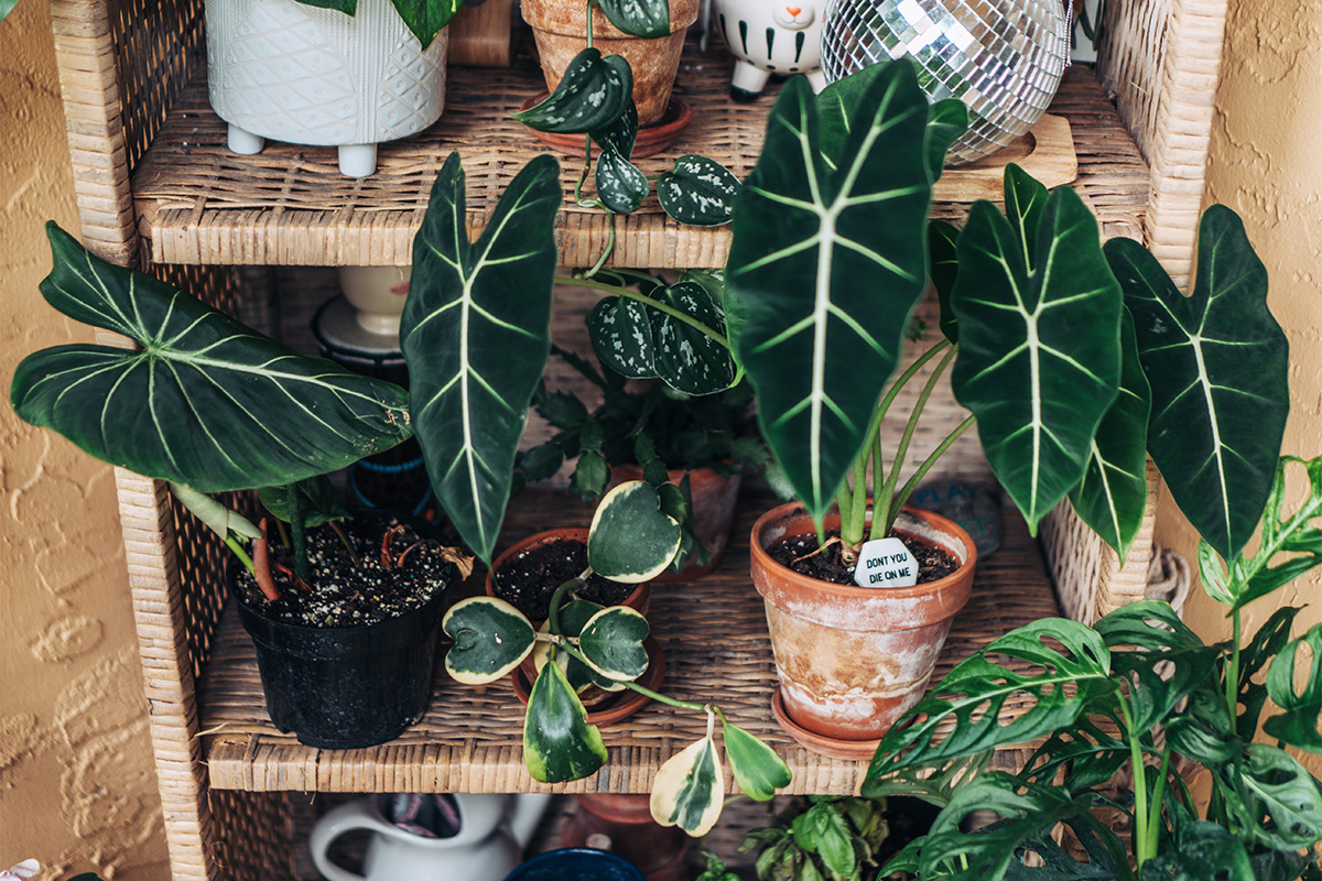 Cara Merawat Alocasia