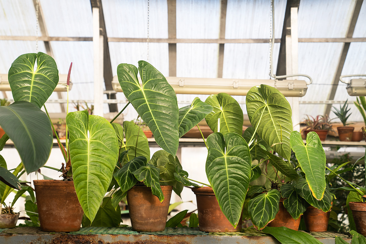 Merawat Tanaman Alocasia