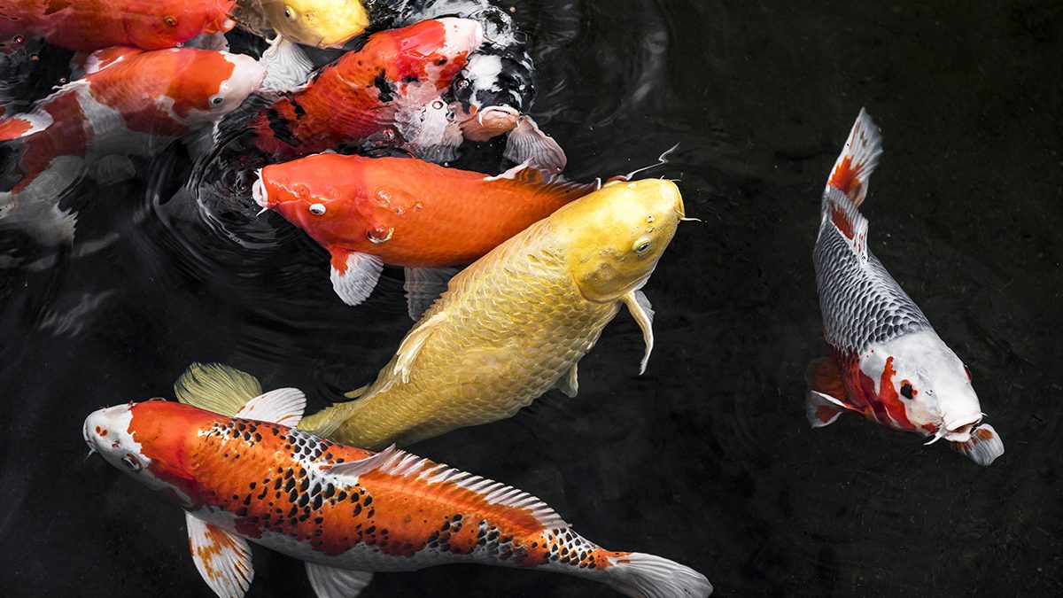 Makanan Ikan Koi