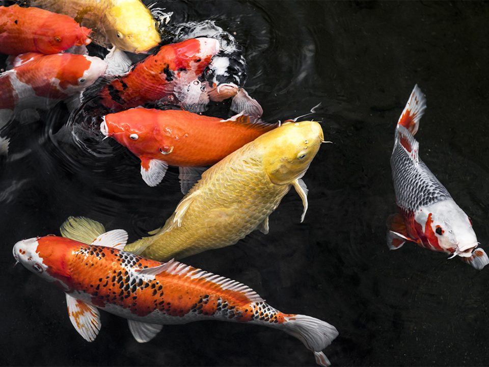 Makanan Ikan Koi