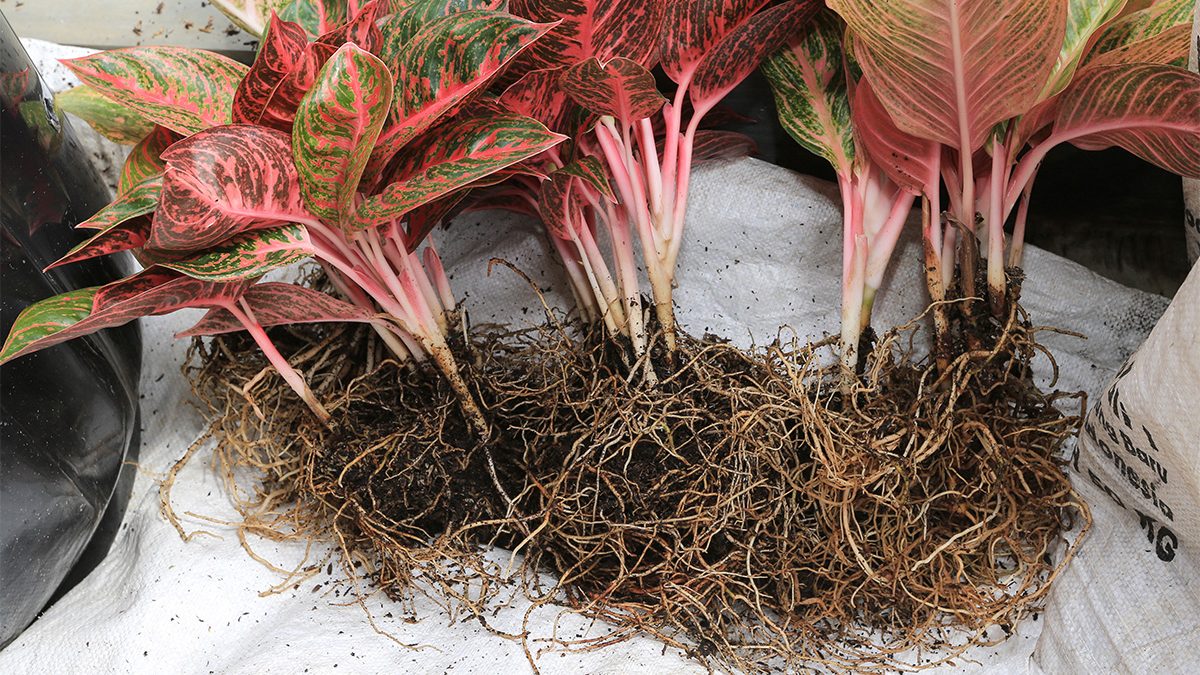 Menanam Bonggol Aglonema
